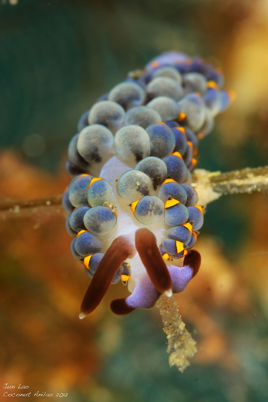 Потрясающе морские моллюски