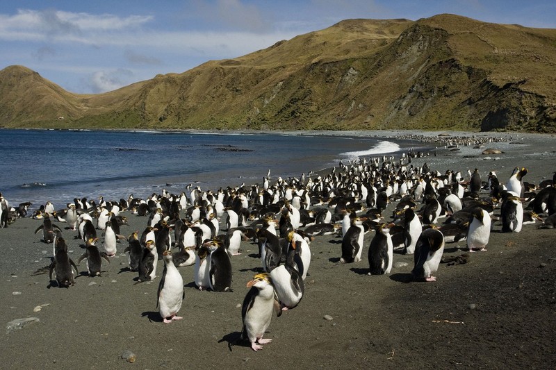 Пингвины на австралийском зелёном острове Маккуори