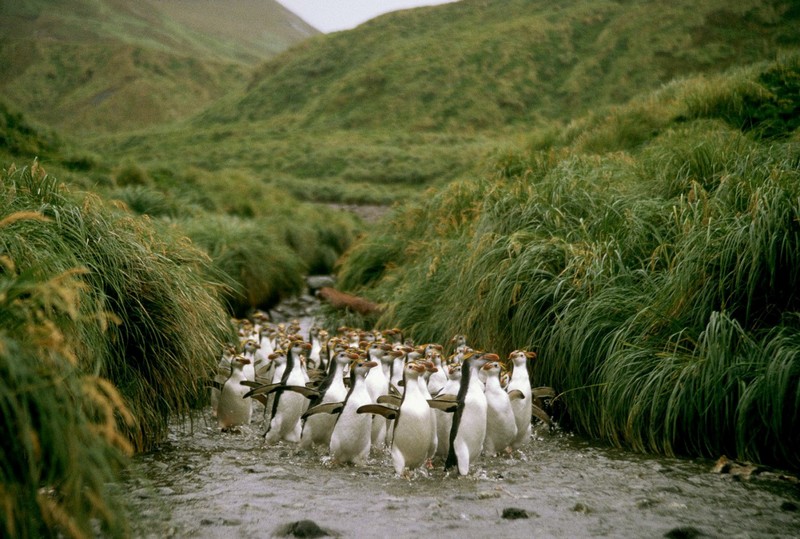 Пингвины на австралийском зелёном острове Маккуори