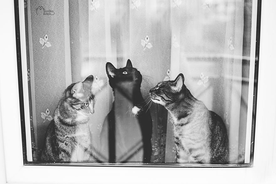 Чёрно-белые фотографии котов от Моники Малек