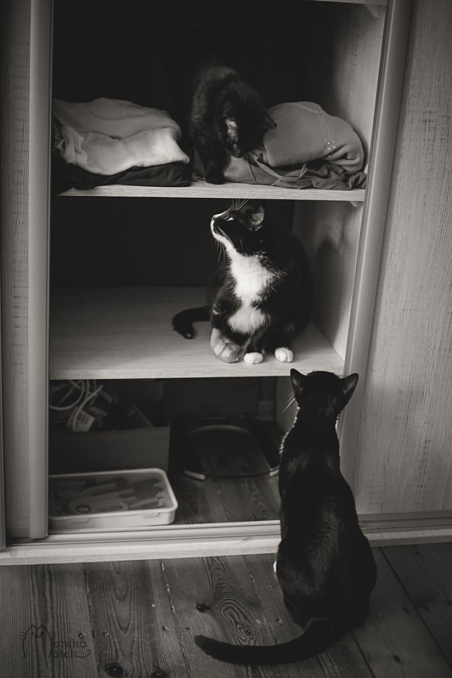 Чёрно-белые фотографии котов от Моники Малек