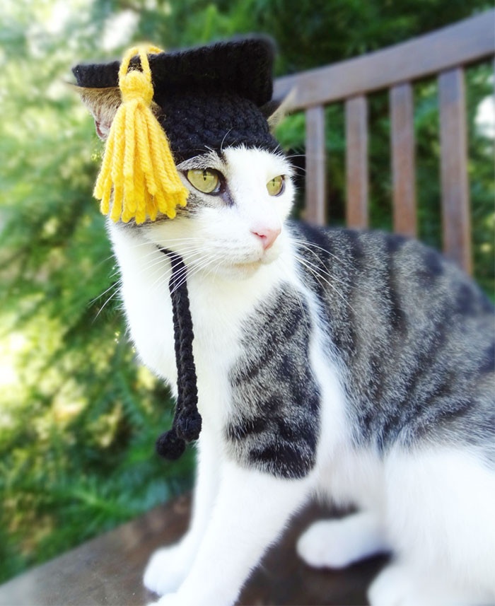 Кот шапка