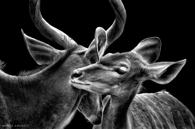 Черно-белые фотографии животных от Вольфа Адемайта