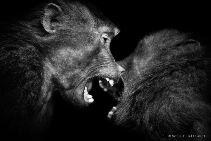 Черно-белые фотографии животных от Вольфа Адемайта