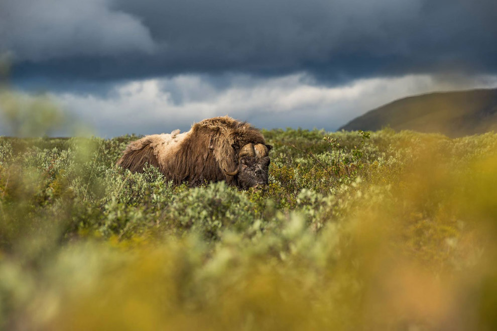 Животный мир Скандинавии от фотографа-натуралиста Рогера Брендхагена