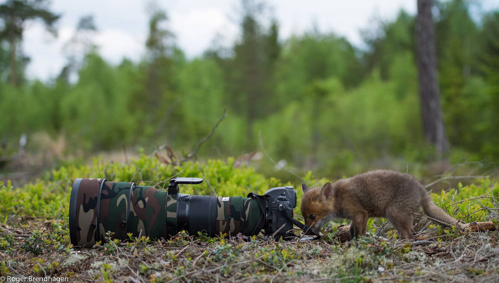Животный мир Скандинавии от фотографа-натуралиста Рогера Брендхагена