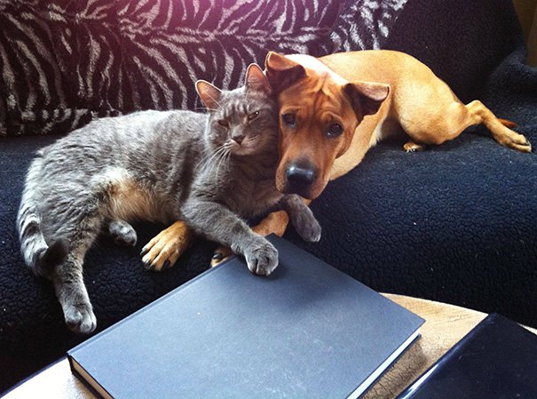 Очаровательная дружба кошек и собак