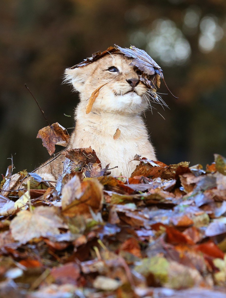 Осень и животные в красочных фотографиях