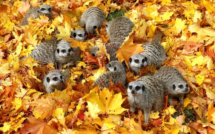 Осень и животные в красочных фотографиях