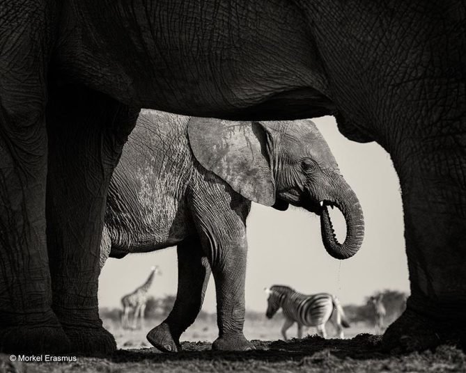 Снимки участников международного фотоконкурса Wildlife Photographer of the Year 2015