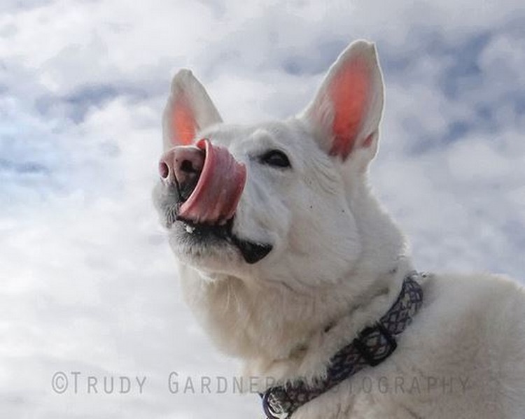 Фотографии собак от Труди Гарднер