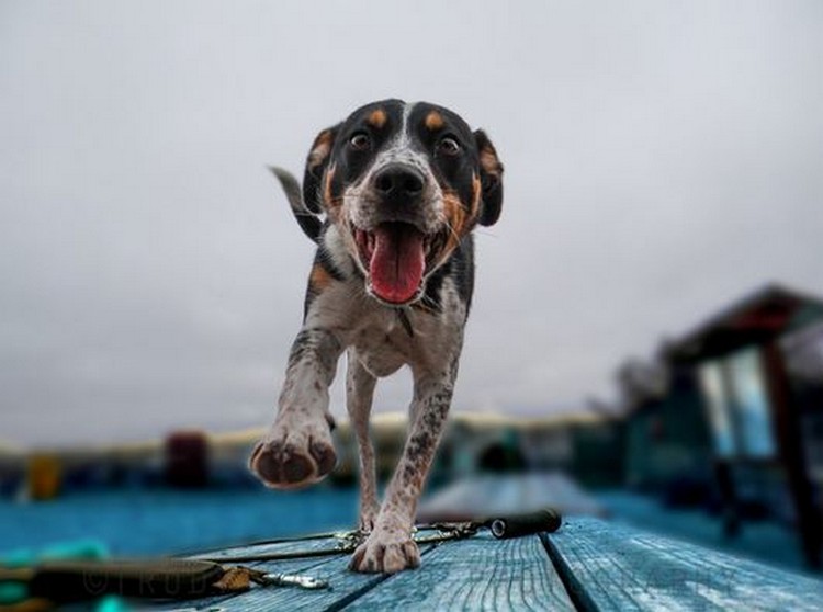 Фотографии собак от Труди Гарднер