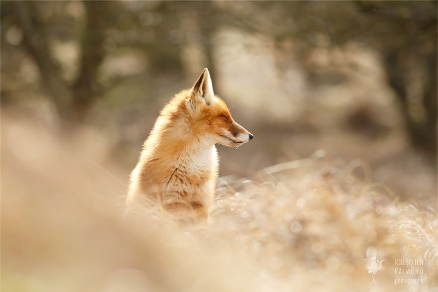 Довольные и расслабленные дикие лисы в объективе Розелен Реймонд