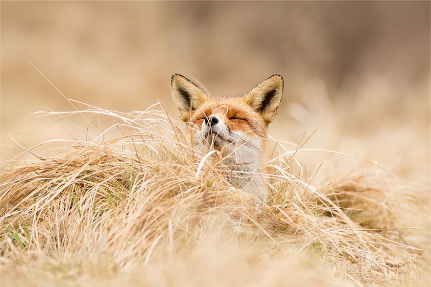 Довольные и расслабленные дикие лисы в объективе Розелен Реймонд