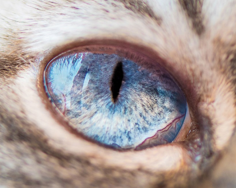 Уникальную макрофотографии кошачьих глаз