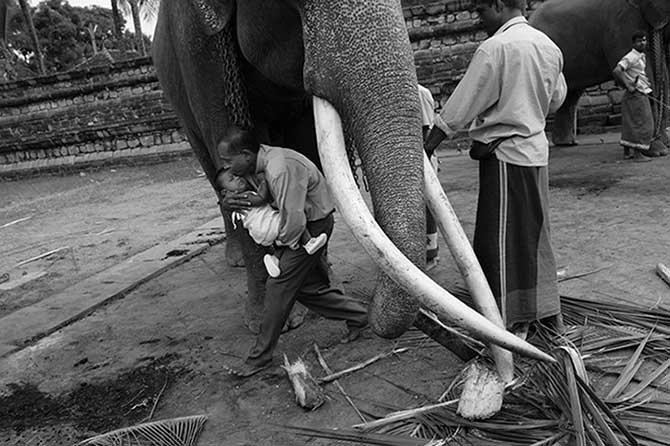 Сложные отношения азиатов со слонами