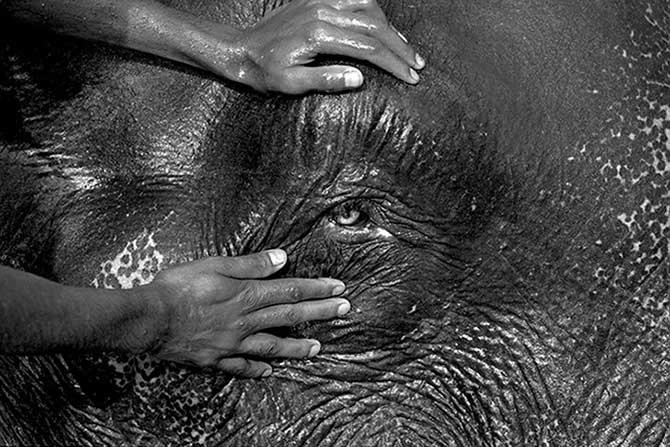 Сложные отношения азиатов со слонами