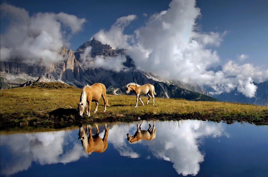Красота и изящество лошадей на фотографиях