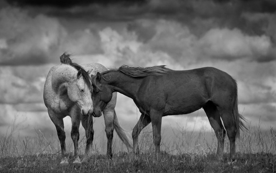 Красота и изящество лошадей на фотографиях