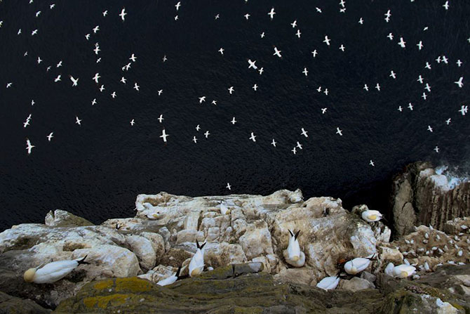 Победители британского конкурса фотографий дикой природы