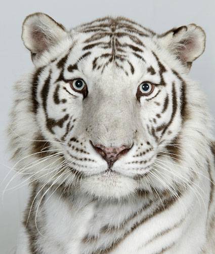 Портреты тигров