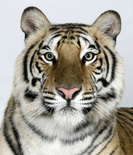 Портреты тигров