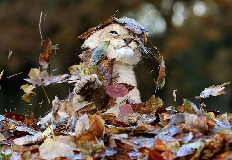 Львёнок веселится в куче осенних листьев