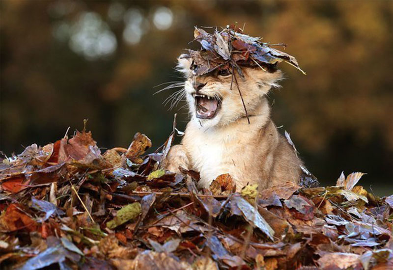 Львёнок веселится в куче осенних листьев