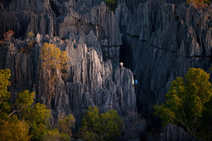 Каменный лес в национальном парке Цинги-де-Бемараха на Мадагаскаре
