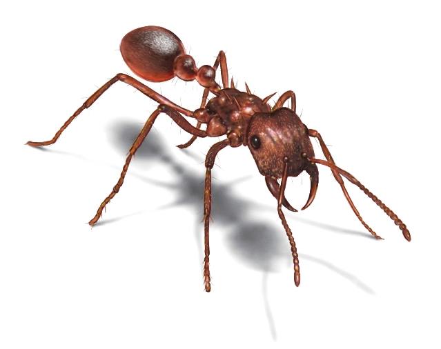 15 интересных фактов о муравьях