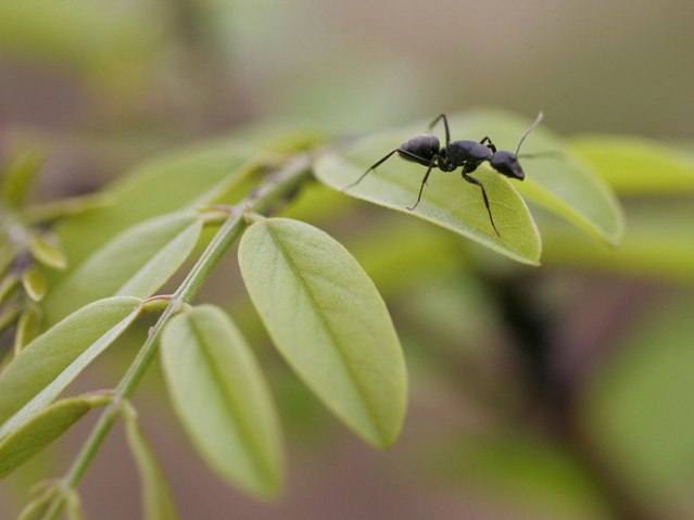 15 интересных фактов о муравьях