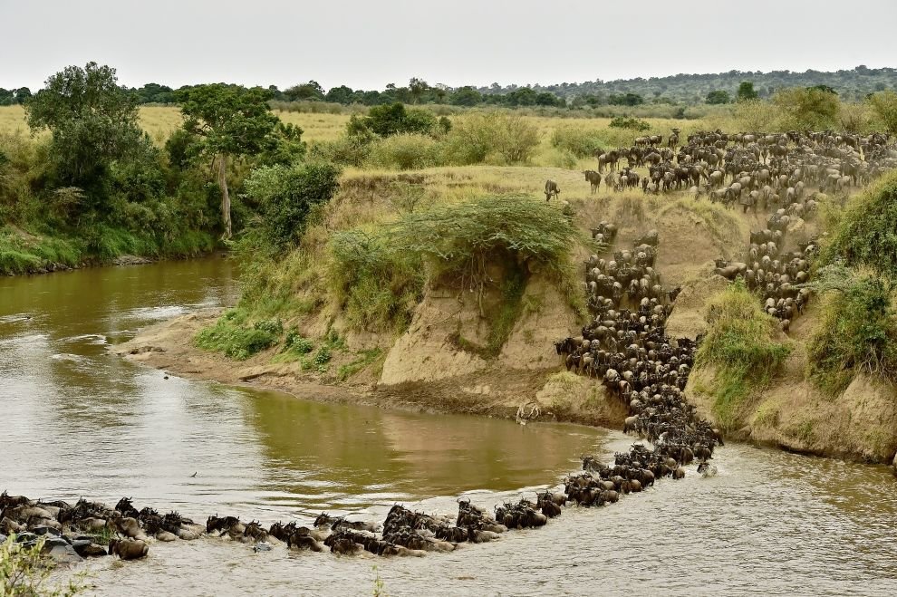 Великая миграция животных в Кении