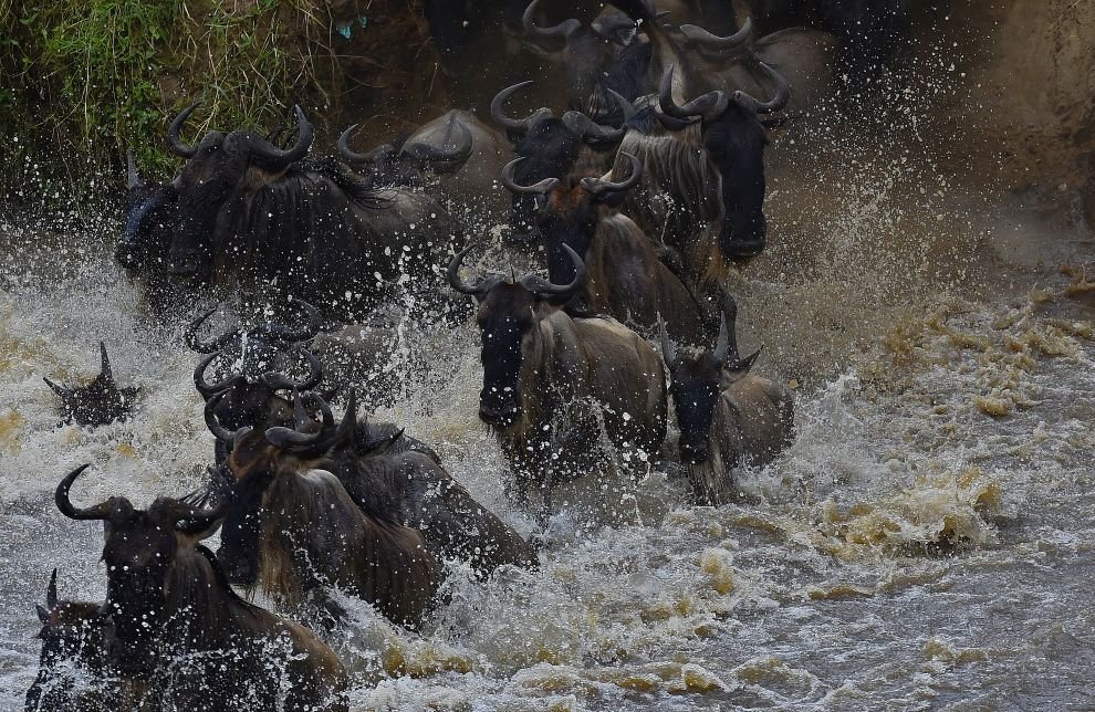 Великая миграция животных в Кении