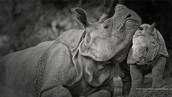 Красота носорогов на фотографиях