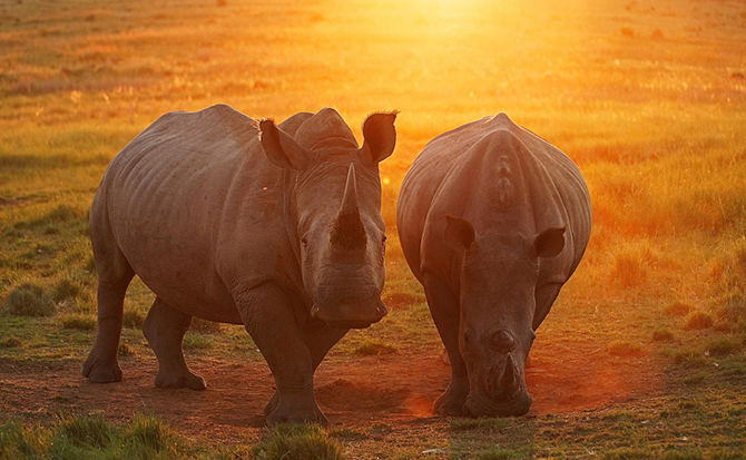 Красота носорогов на фотографиях