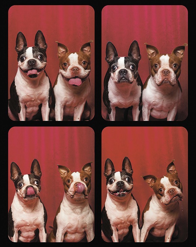 Фотографии собак из фотобудки
