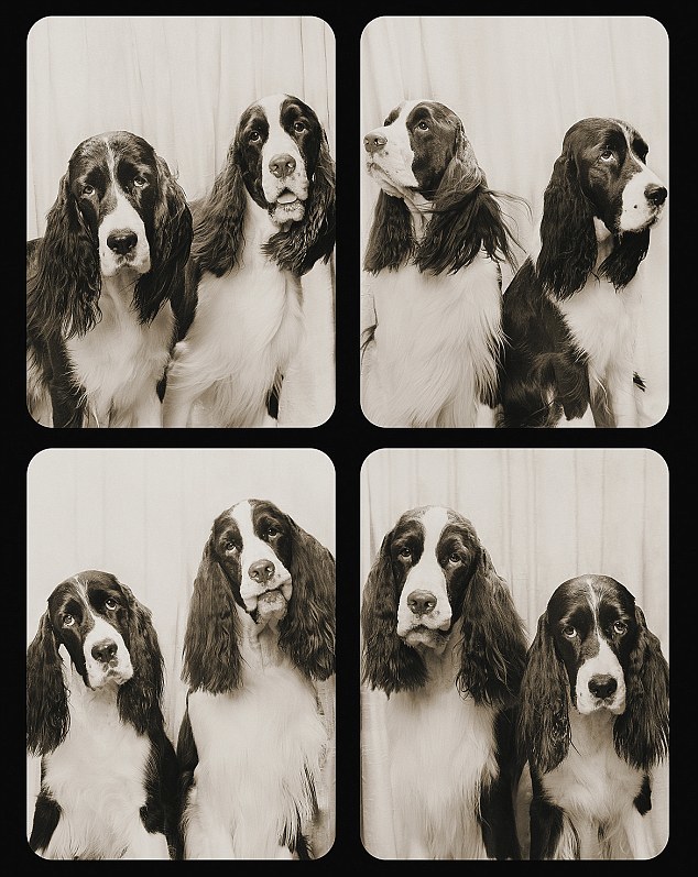 Фотографии собак из фотобудки