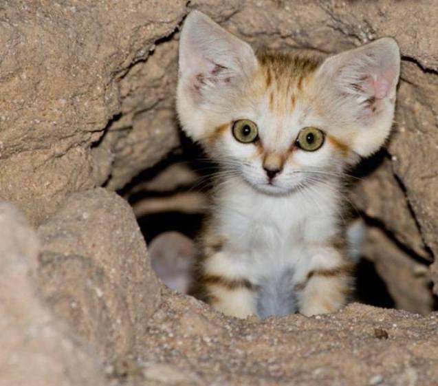 15 видов кошек, о которых вы не знали