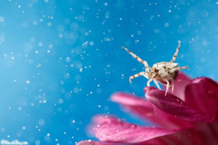 Мир насекомых на фотографиях Надава Багима