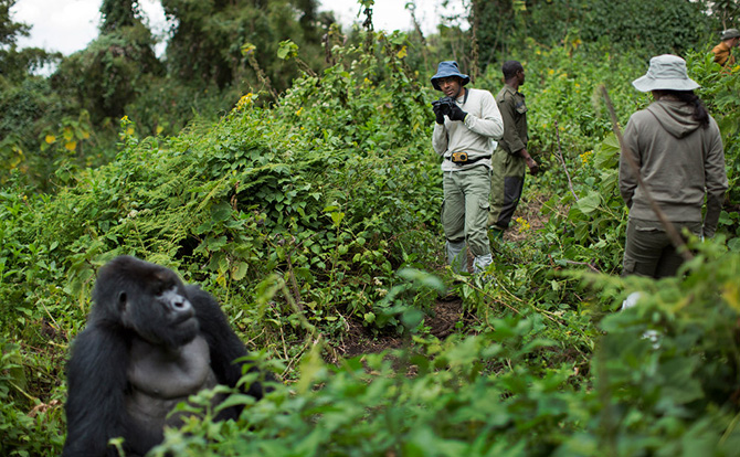 Горные гориллы из Руанды