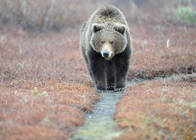 Медвежьи тропы на Камчатке