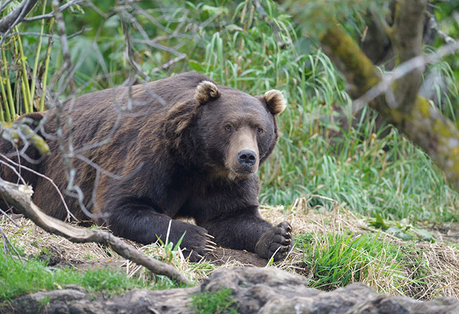Медвежьи тропы на Камчатке