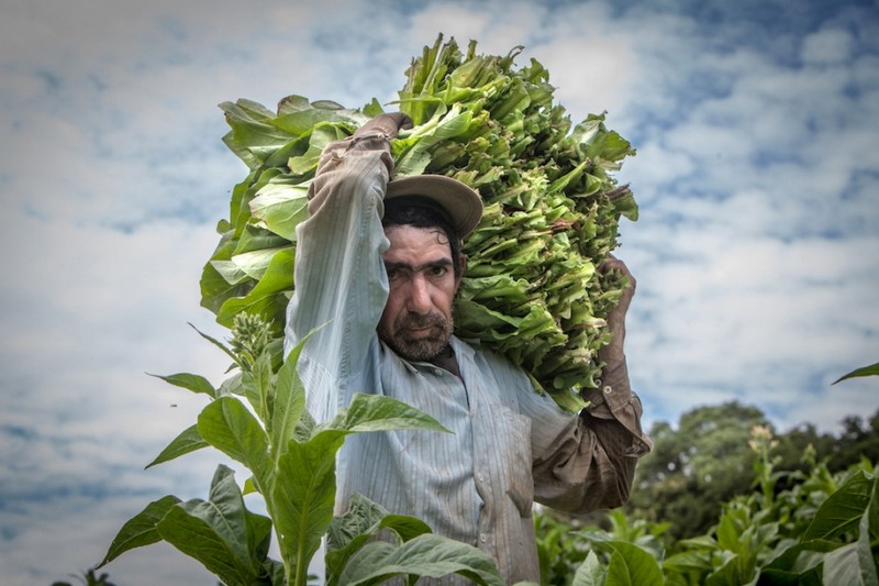 Табачные фермы и фермеры со всего мира