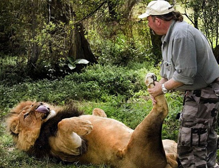 Как ветеринары лечат больших зверей