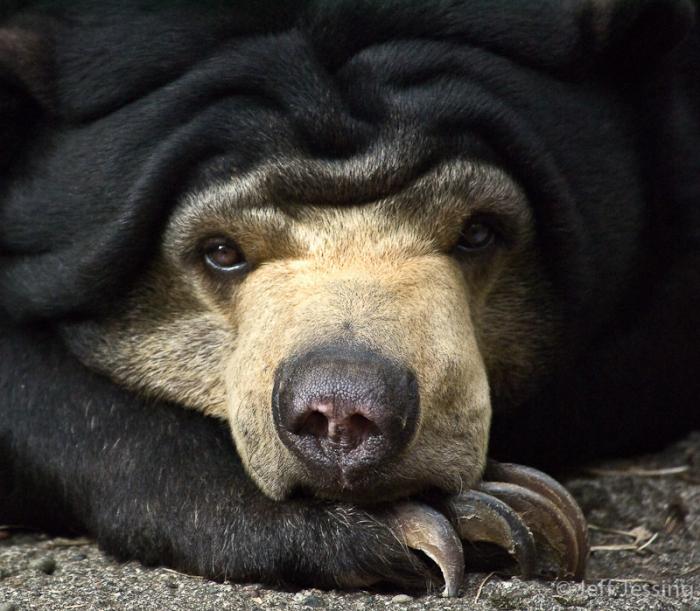 Малайский медведь, солнечный медведь, медовый медведь или бируанг