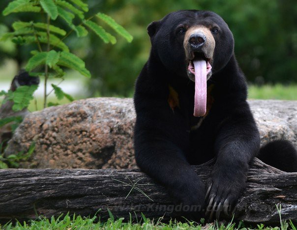 Малайский медведь, солнечный медведь, медовый медведь или бируанг