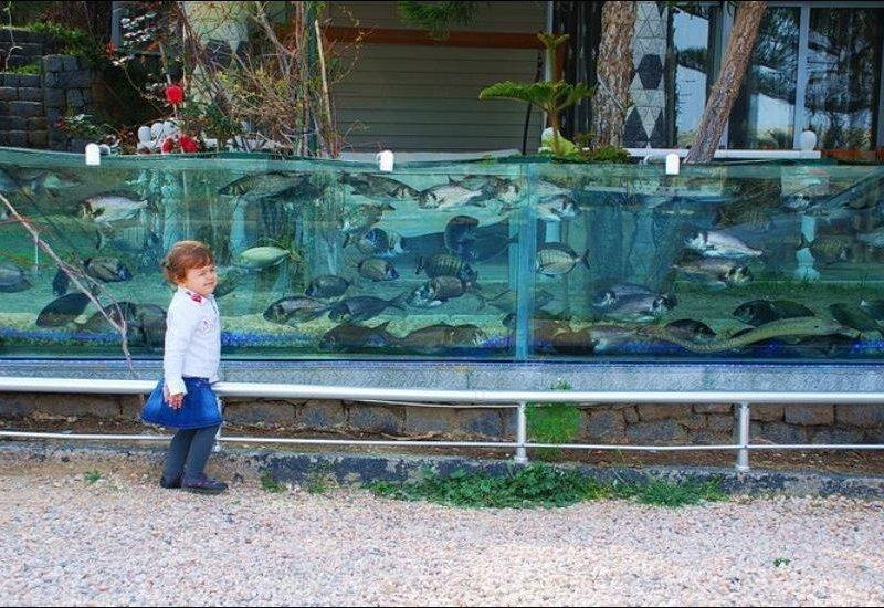 Необычный забор в виде аквариума