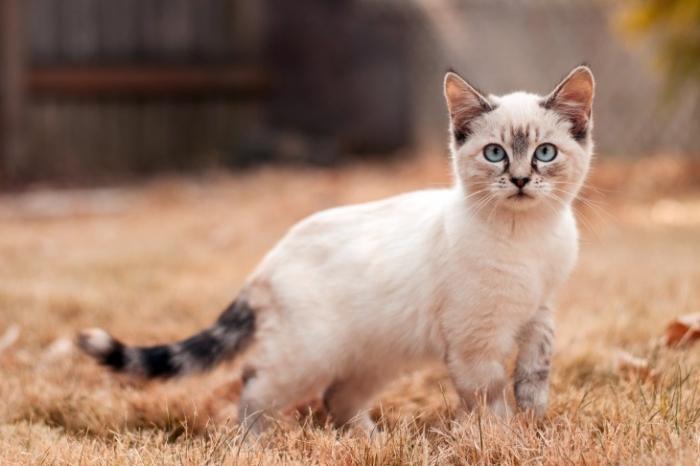 50 интересных фактов о котах