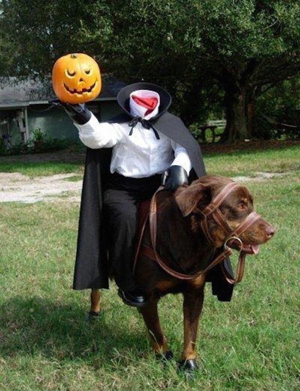 Костюмы к Хэллоуину для собак