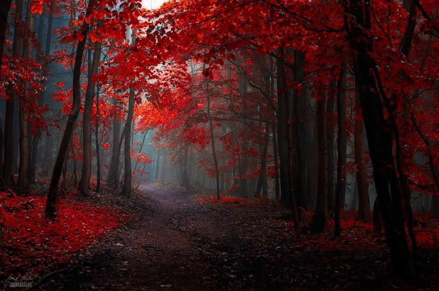 Красоты осеннего леса на фотографиях Янека Седлара